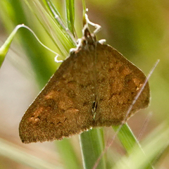 Mecyna mustelinalis