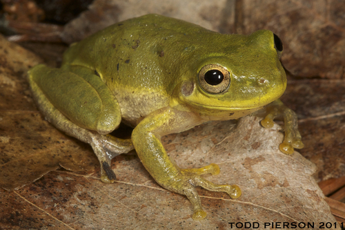 Squirrel Tree Frog, photo 2 of 10