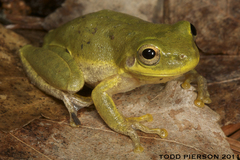 Squirrel Treefrog photo 2