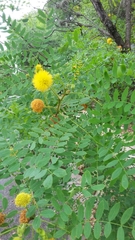 Leucaena retusa