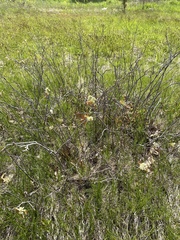 Amelanchier nantucketensis