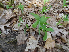 Polygonatum odoratum