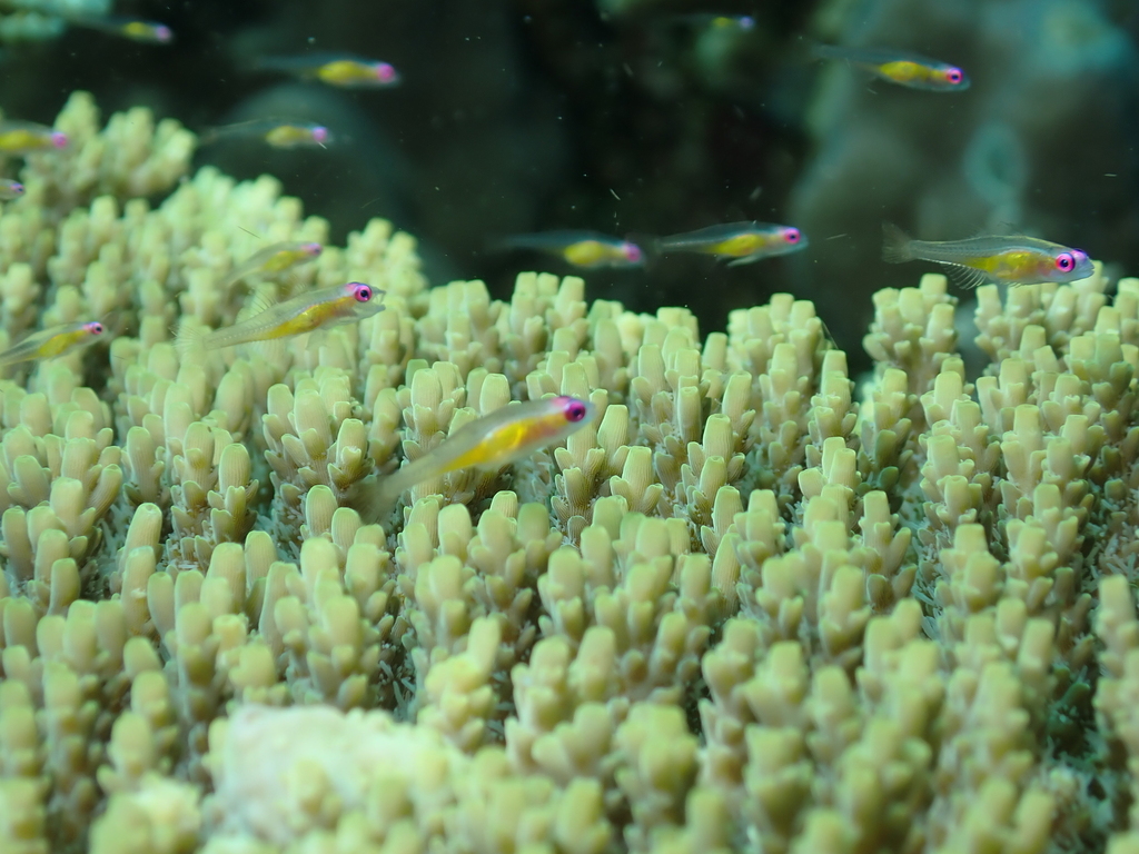 Hovering Goby