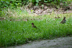 Turdus philomelos clarkei