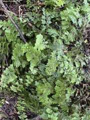 Hymenophyllum tunbrigense, photograph (c) Rui Ribeiro, some rights reserved (CC BY)