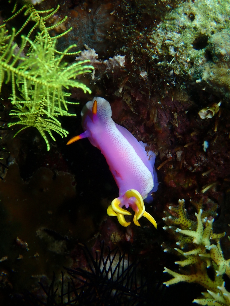 Cinderella Sea Slug