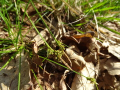 Carex pilulifera