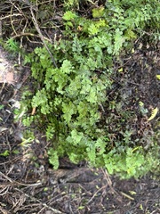 Hymenophyllum tunbrigense, photograph (c) Rui Ribeiro, some rights reserved (CC BY)