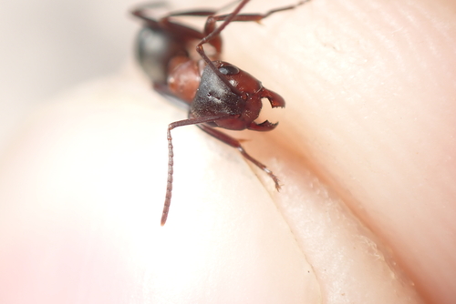 Blood-red Field Ant