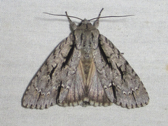 Acronicta texana