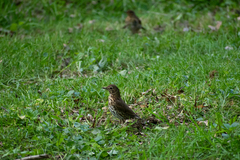 Turdus philomelos clarkei