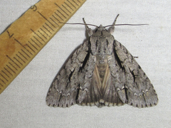 Acronicta texana