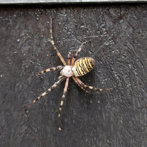 Wasp Spider