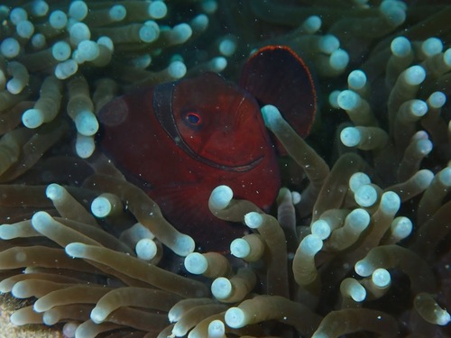 Premnas biaculeatus