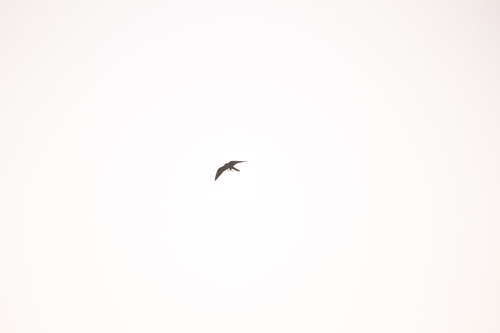 Eurasian Hobby
