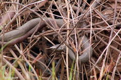 Thamnophis validus