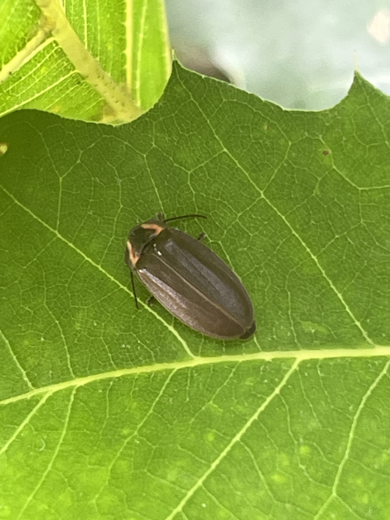 Winter Firefly
