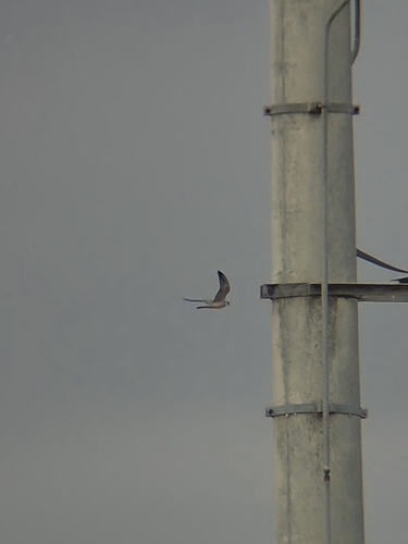 Red-footed Falcon