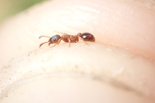 Leptothorax acervorum
