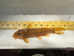 Chiloglanis bifurcus