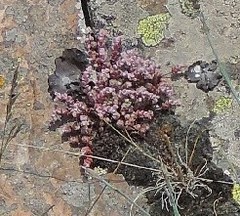 Sedum brevifolium