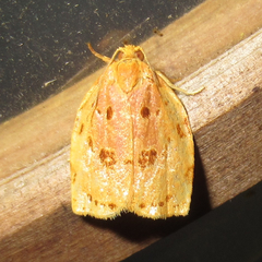 Archips rileyana