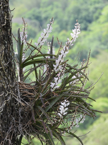 Aerides ringens observed 2026-06-27
