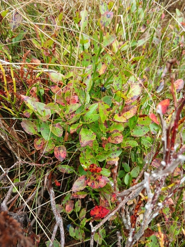 common bilberry