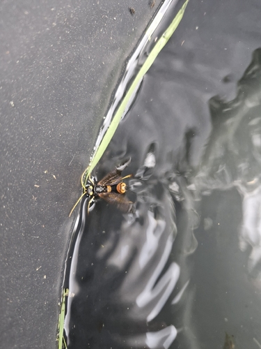 Giant Woodwasp