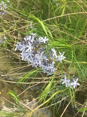 Amsonia hubrichtii