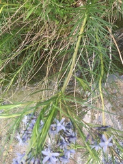 Amsonia hubrichtii