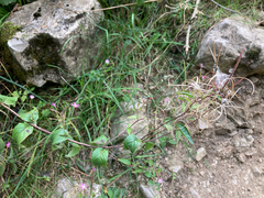 author not stated, no rights reserved Epilobium montanum, photograph author not stated, no rights reserved