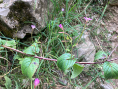 author not stated, no rights reserved Epilobium montanum, photograph author not stated, no rights reserved
