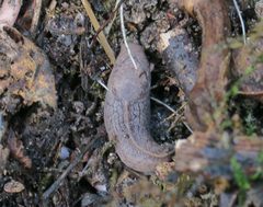 Tandonia rustica