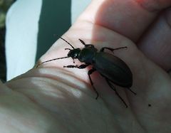 Carabus regalis