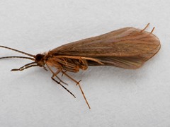 Annulipalpia