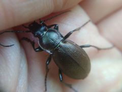 Carabus regalis