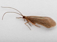 Annulipalpia