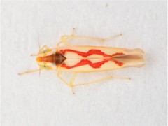 Zygina flammigera