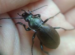 Carabus regalis