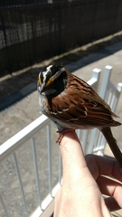 Zonotrichia albicollis