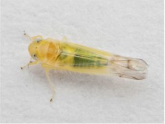 Ribautiana