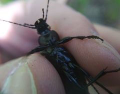 Carabus regalis