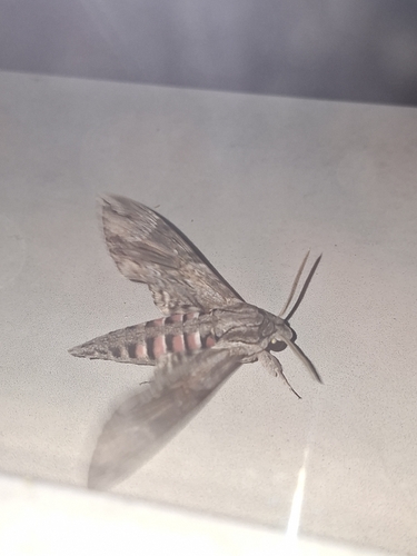 Convolvulus Hawkmoth