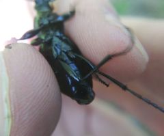 Carabus regalis