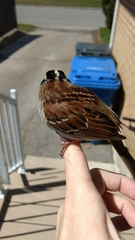 Zonotrichia albicollis