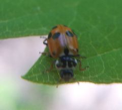 Hippodamia variegata