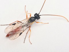 Ctenopelmatinae