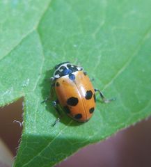 Hippodamia variegata