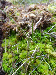 Scheuchzeria palustris